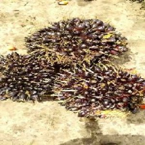 unripe_test (73).jpg