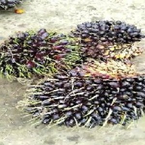 unripe_test (74).jpg