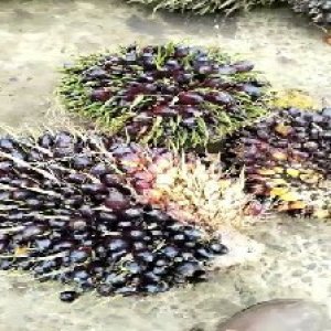 unripe_test (76).jpg