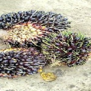 unripe_test (77).jpg