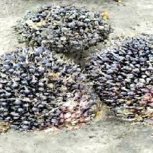 unripe_test (78).jpg