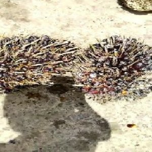 unripe_test (80).jpg