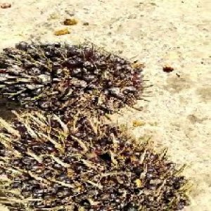 unripe_test (81).jpg