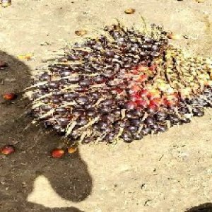 unripe_test (82).jpg