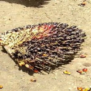 unripe_test (83).jpg