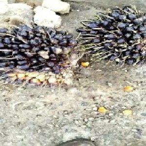 unripe_test (84).jpg