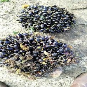 unripe_test (86).jpg