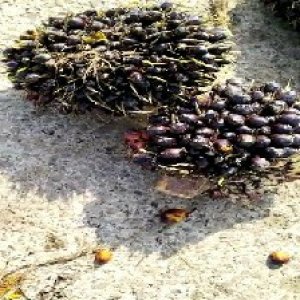 unripe_test (88).jpg