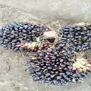 unripe_test (90).jpg