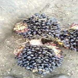 unripe_test (91).jpg