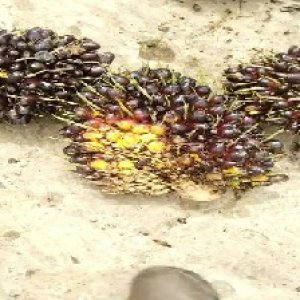 unripe_test (94).jpg