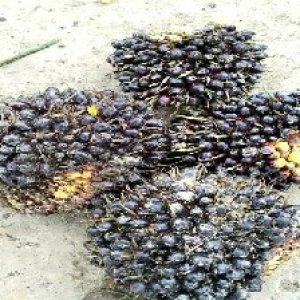 unripe_test (96).jpg