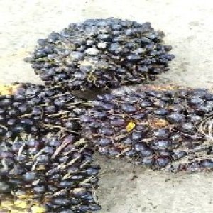 unripe_test (98).jpg