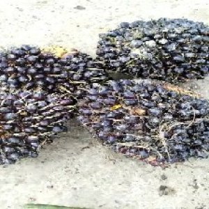 unripe_test (99).jpg