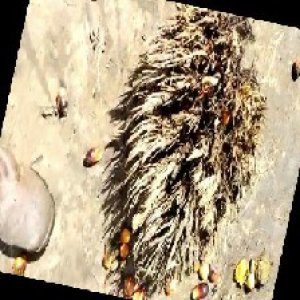 defect_train (1004).jpg