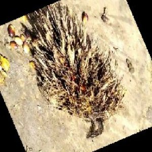 defect_train (1009).jpg