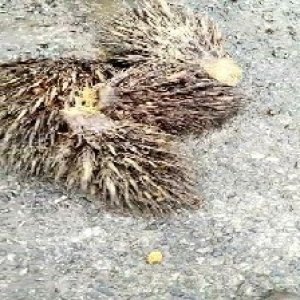 defect_train (1034).jpg