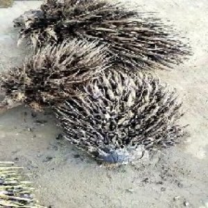 defect_train (109).jpg