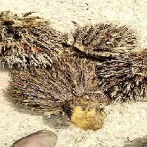 defect_train (1090).jpg