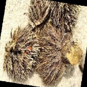 defect_train (1091).jpg