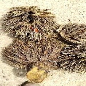 defect_train (1092).jpg