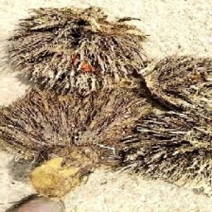 defect_train (1093).jpg