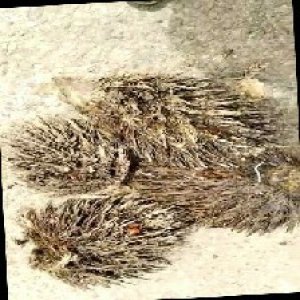 defect_train (1097).jpg