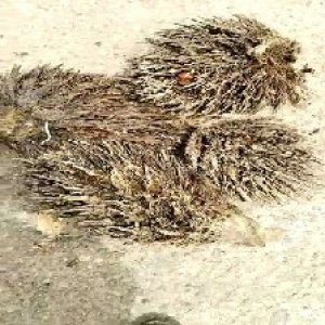 defect_train (1098).jpg