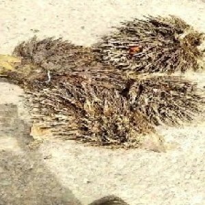 defect_train (1099).jpg