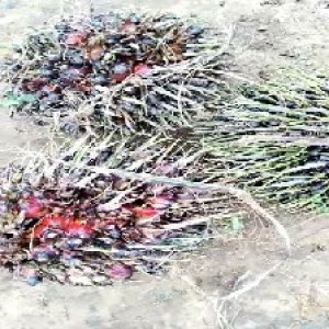 defect_train (1105).jpg