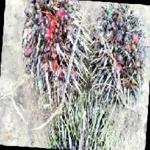 defect_train (1106).jpg