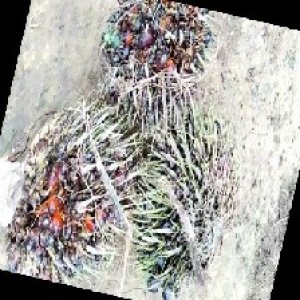 defect_train (1109).jpg