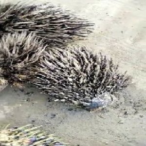 defect_train (111).jpg