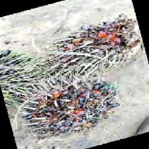 defect_train (1114).jpg