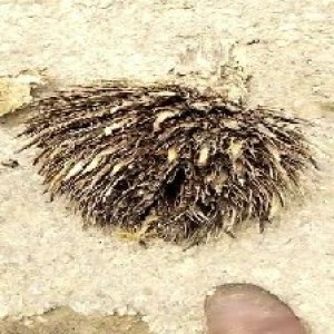 defect_train (1115).jpg