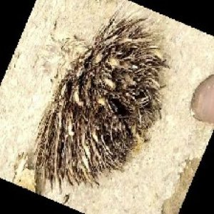 defect_train (1116).jpg