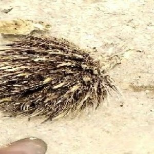 defect_train (1120).jpg