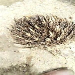 defect_train (1124).jpg