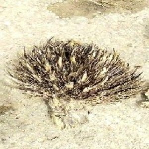 defect_train (1127).jpg