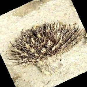 defect_train (1128).jpg