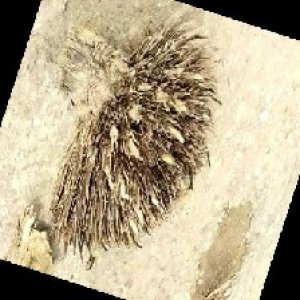 defect_train (1129).jpg