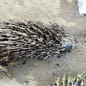 defect_train (113).jpg