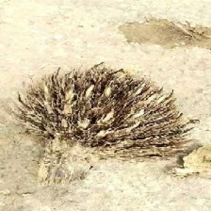 defect_train (1130).jpg