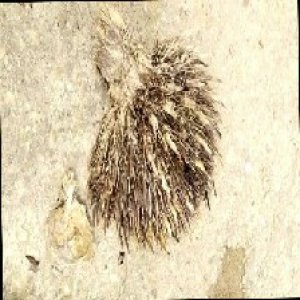 defect_train (1131).jpg