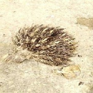 defect_train (1132).jpg