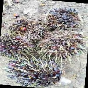 defect_train (998).jpg