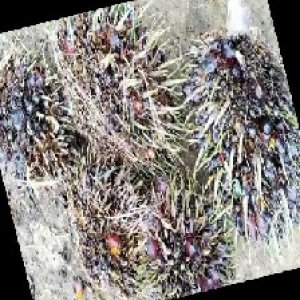 defect_train (999).jpg