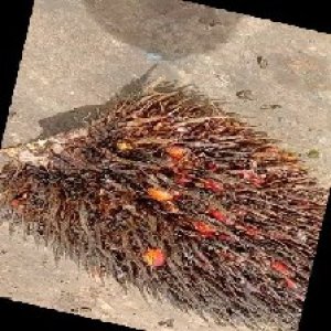 overripe_train (1).jpg