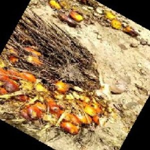 overripe_train (100).jpg