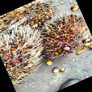 overripe_train (1001).jpg